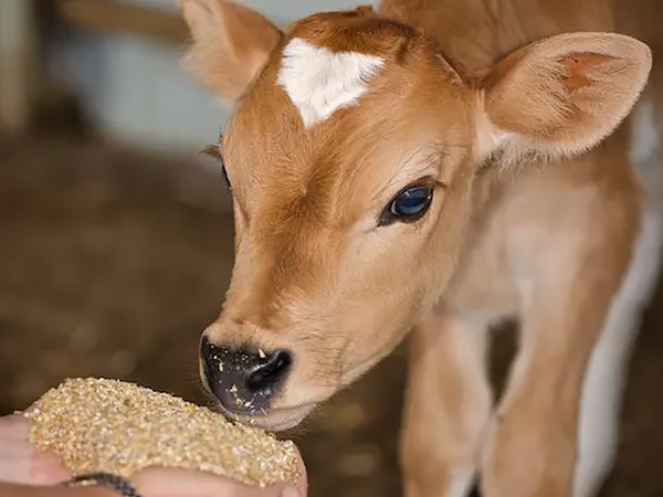 Animal eating animal feed from a trough