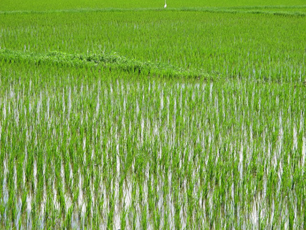 Lush green rice fields with water reflections