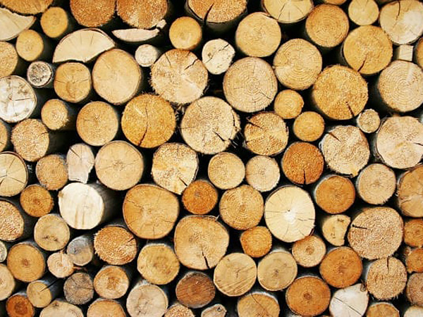 Stacked logs of various types of wood